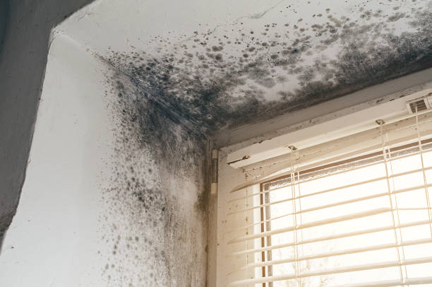Affordable Black Mold Remediation solutions in Northvale, NJ